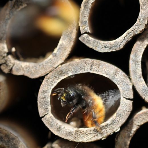 Atelier jeune public - Découverte des insectes